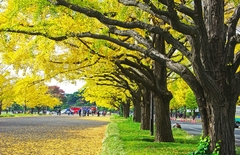 Tour mùa thu lá đỏ Nikko + Tokyo + Núi Phú Sĩ. (4 Ngày 3 Đêm)