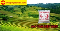 Gạo tám Điện Biên –  đặc sản nổi tiếng cả nước