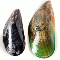 Mussel on half shel medium size