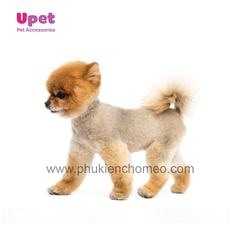 Spa Cạo Lông 4kg – 6kg Không Tính Dịch Vụ Tắm Sấy Vệ Sinh