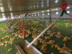 Đường Ăn Tự Động Cho Vịt