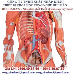 Mô hình hệ cơ toàn thân 1013881 3B Scientific