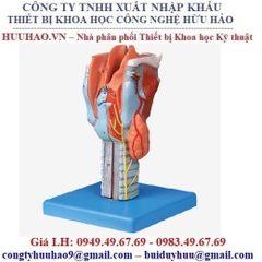 Mô hình giãi phẫu họng GD/A13004