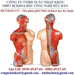 MÔ HÌNH GIẢI PHẪU HỆ CƠ BÁN THÂN GD/A10003