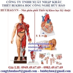 MÔ HÌNH THỰC HÀNH GIẢI PHẪU HÌNH THÁI HỌC