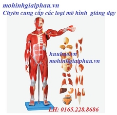 BẢNG GIÁ MÔ HÌNH GIẢNG DẠY BỘ MÔN SINH HỌC