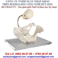 MÔ HÌNH XƯƠNG CHẬU MÔ PHỎNG SINH ĐẺ L230