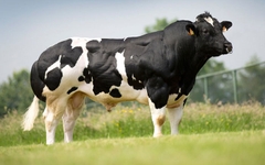 Bò BBB (3b): Belgian Blue Breed