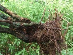 Cây Hoàn Ngọc - Dược liệu quý phòng và chữa 25 loại bệnh