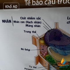 Poster cấu trúc tế bào động vật- thực vật, tranh ảnh sinh học giảng dạy cho học sinh quan sát