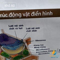 Poster cấu trúc tế bào động vật- thực vật, tranh ảnh sinh học giảng dạy cho học sinh quan sát