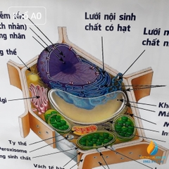 Poster cấu trúc tế bào động vật- thực vật, tranh ảnh sinh học giảng dạy cho học sinh quan sát