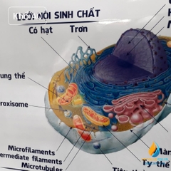 Poster cấu trúc tế bào động vật- thực vật, tranh ảnh sinh học giảng dạy cho học sinh quan sát