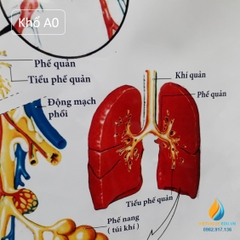 Poster cấu tạo hệ hô hấp con người, tranh ảnh sinh học giảng dạy cho học sinh quan sát
