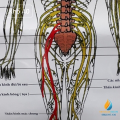 Poster cấu tạo hệ thần kinh con người, tranh ảnh sinh học giảng dạy cho học sinh quan sát