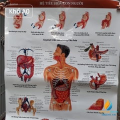 Poster cấu tạo hệ tiêu hóa con người, tranh ảnh sinh học giảng dạy cho học sinh quan sát