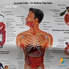 Poster cấu tạo hệ tiêu hóa con người, tranh ảnh sinh học giảng dạy cho học sinh quan sát