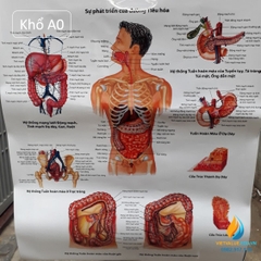 Poster cấu tạo hệ tiêu hóa con người, tranh ảnh sinh học giảng dạy cho học sinh quan sát