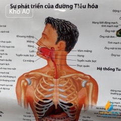 Poster cấu tạo hệ tiêu hóa con người, tranh ảnh sinh học giảng dạy cho học sinh quan sát