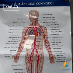 Poster cấu tạo hệ tuần hoàn con người, tranh ảnh sinh học giảng dạy cho học sinh quan sát