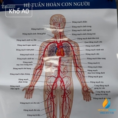 Poster cấu tạo hệ tuần hoàn con người, tranh ảnh sinh học giảng dạy cho học sinh quan sát