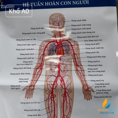 Poster cấu tạo hệ tuần hoàn con người, tranh ảnh sinh học giảng dạy cho học sinh quan sát