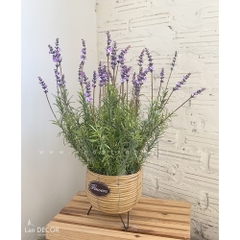 Chậu mây lavender trang trí nhà đẹp Landecor -CC383