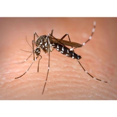 Dấu hiệu nhận biết sớm bệnh sốt xuất huyết
