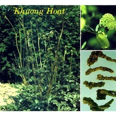 KHƯƠNG HOẠT