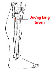 Huyệt Dương Lăng Tuyền