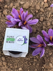 Saffron - Nhuỵ hoa Nghệ Tây