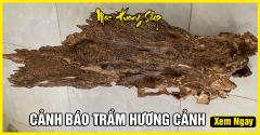 Trầm Hương Cảnh là gì? Công dụng, Giá bán, Ý nghĩa phong thủy