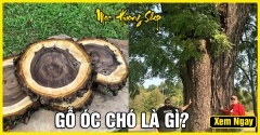 Gỗ Óc Chó là gì? Cách nhận biết gỗ Óc Chó, Nguồn gốc, Giá bán