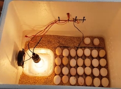 Combo ấp trứng , làm máy ấp trứng