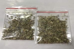 Lá Oregano