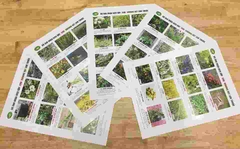 Bộ ảnh nhận diện Cây -  Con - Khoáng vật làm thuốc