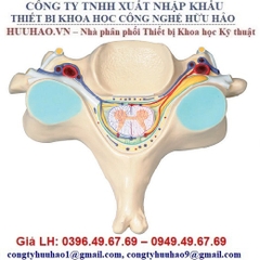 Mô hình giải phẫu đốt sống và tủy sống mặt cắt ngang