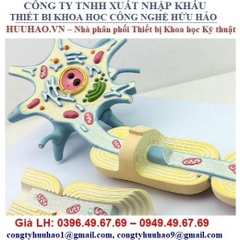 MÔ HÌNH CẤU TẠO NEURON THẦN KINH