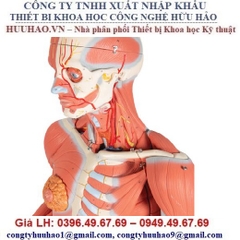 Mô hình giải phẫu toàn thân 1013882 3B Scientific