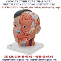 Mô hình giải phẫu đầu mặt cổ, gồm 4 phần 3B