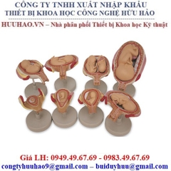 Mô hình phôi thai nhi Nasco SB47759U