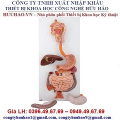 BỘ MÔ HÌNH HỆ TIÊU HOÁ 3B SCIENTIFIC