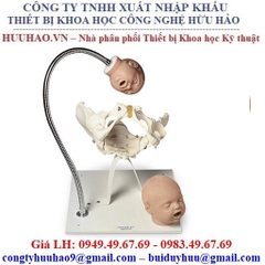 Mô hình khung xương chậu nữ Nasco 110-195U