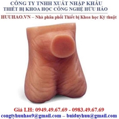 Mô hình thực hành khám bìu Nasco SB41491U