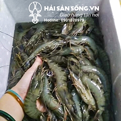 Tôm sú tươi (60 con/Kg)