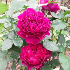 Hoa hồng Velvety Twilight