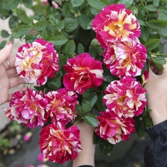 Hoa hồng Utrillo