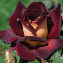 Hoa hồng Dark Night