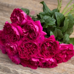 Hoa hồng David Austin Darcey rose