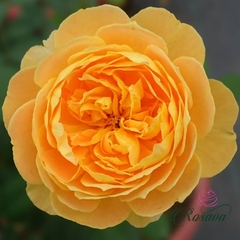Hoa hồng Molineux rose